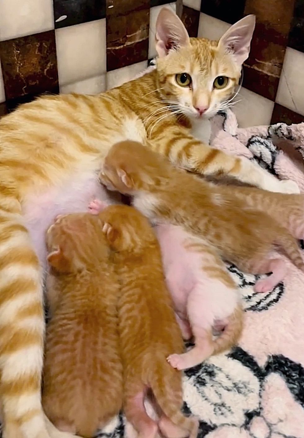 kittens nursing cat