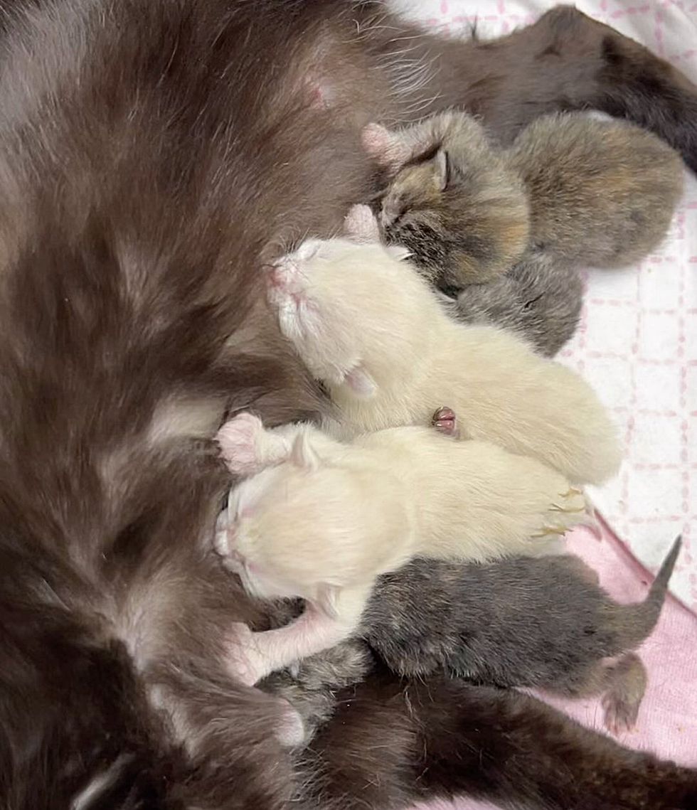 kittens nursing cat