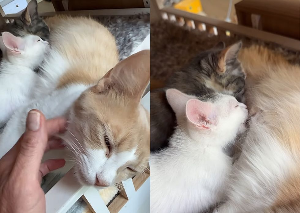 kittens nursing cat