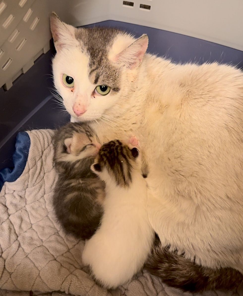 kittens nursing cat