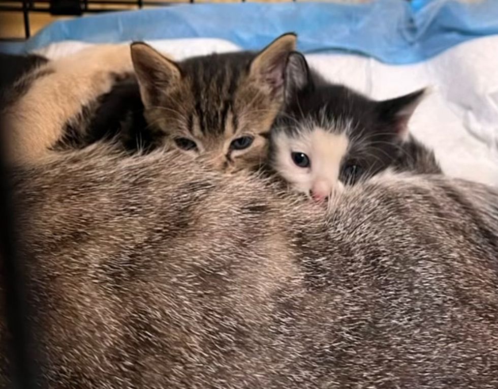 kittens nursing cat
