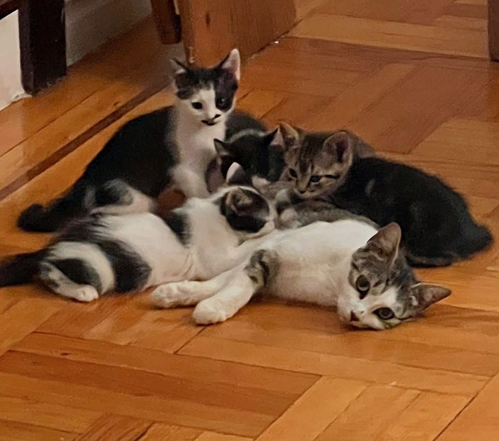 kittens nursing mother cat