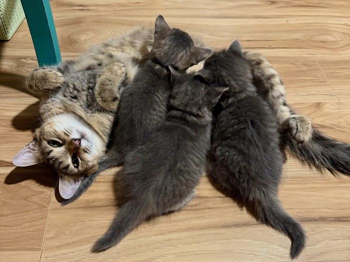 kittens nursing mother cat