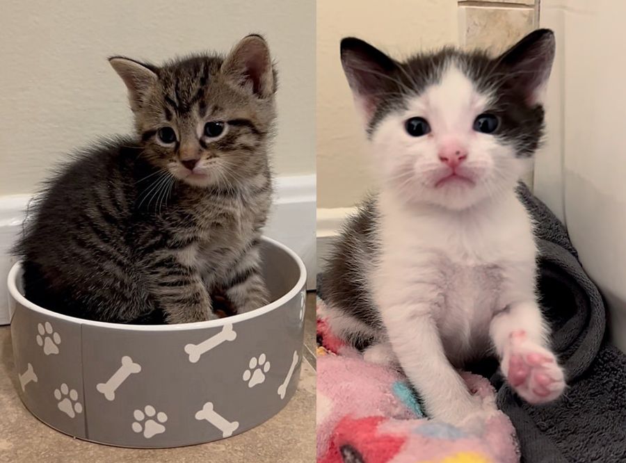 kittens paw bowl