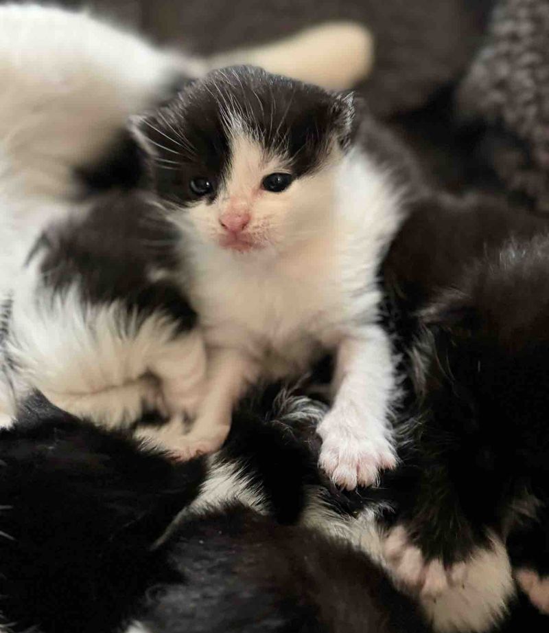 kittens pile snuggles