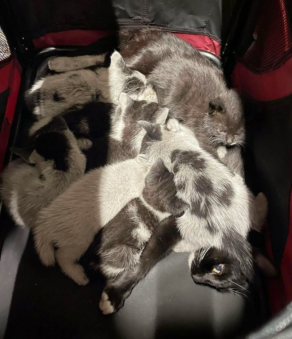 kittens piled on cat mother