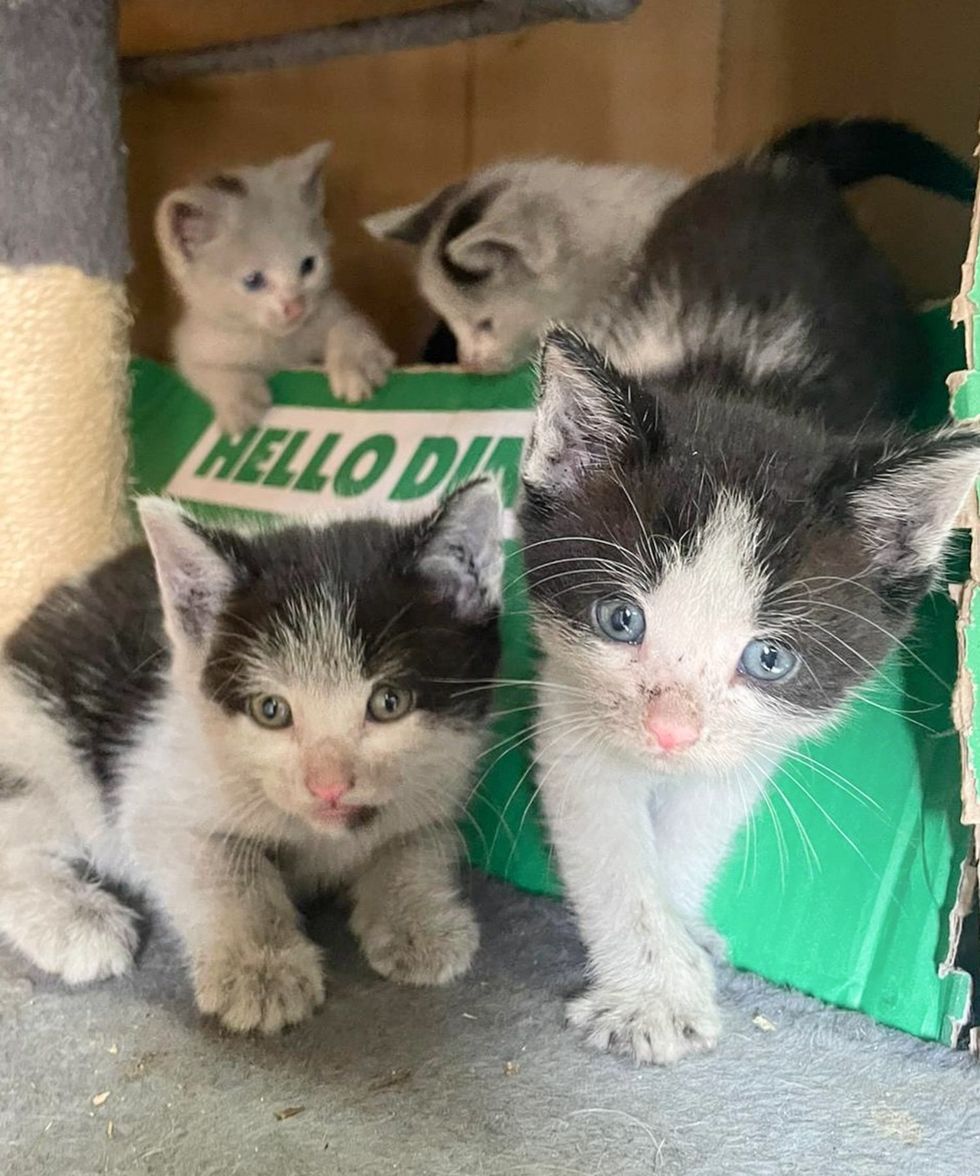 kittens playful cardboard