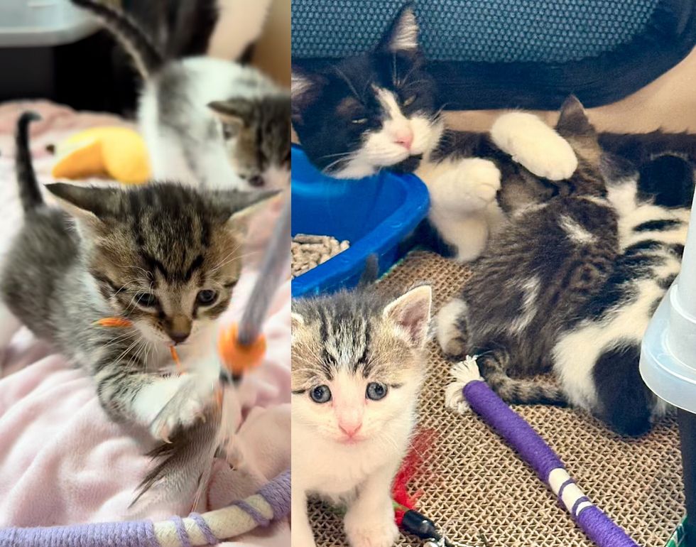 kittens playful cat nursing