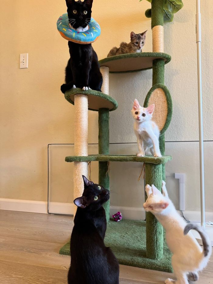 kittens playful cats tree