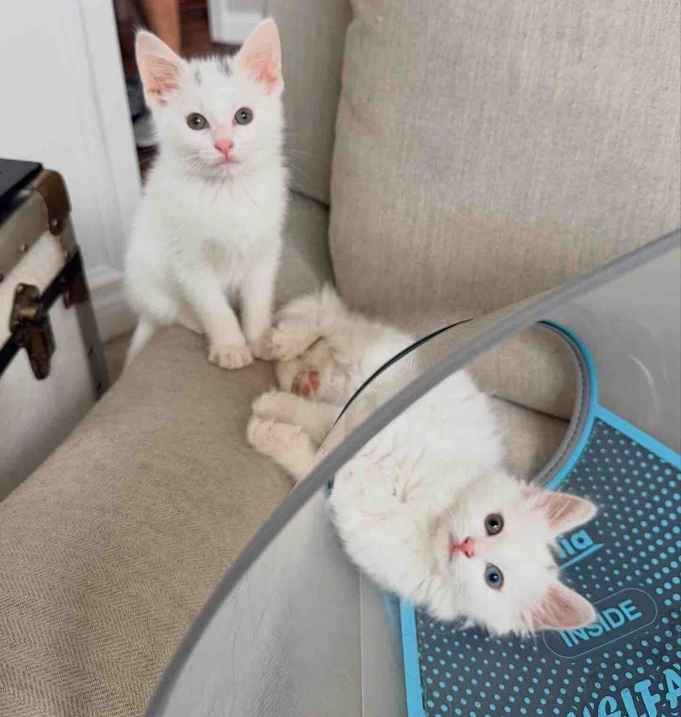 kittens playful dog cone