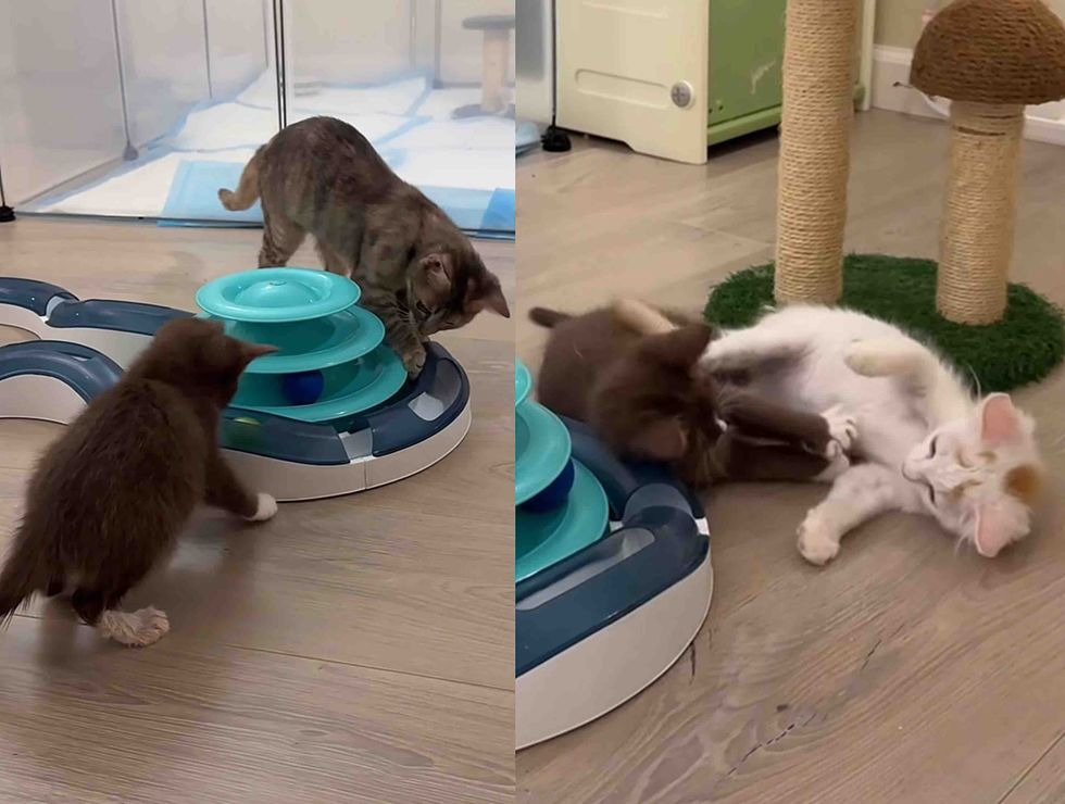 kittens playful friends