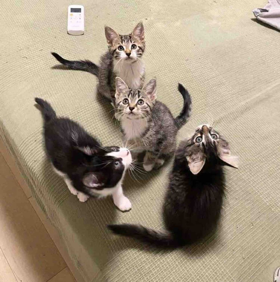 kittens playful happy