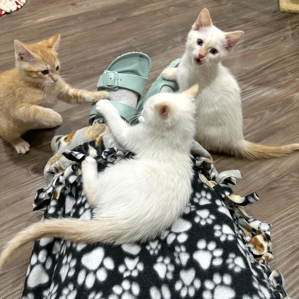 kittens playful sandals