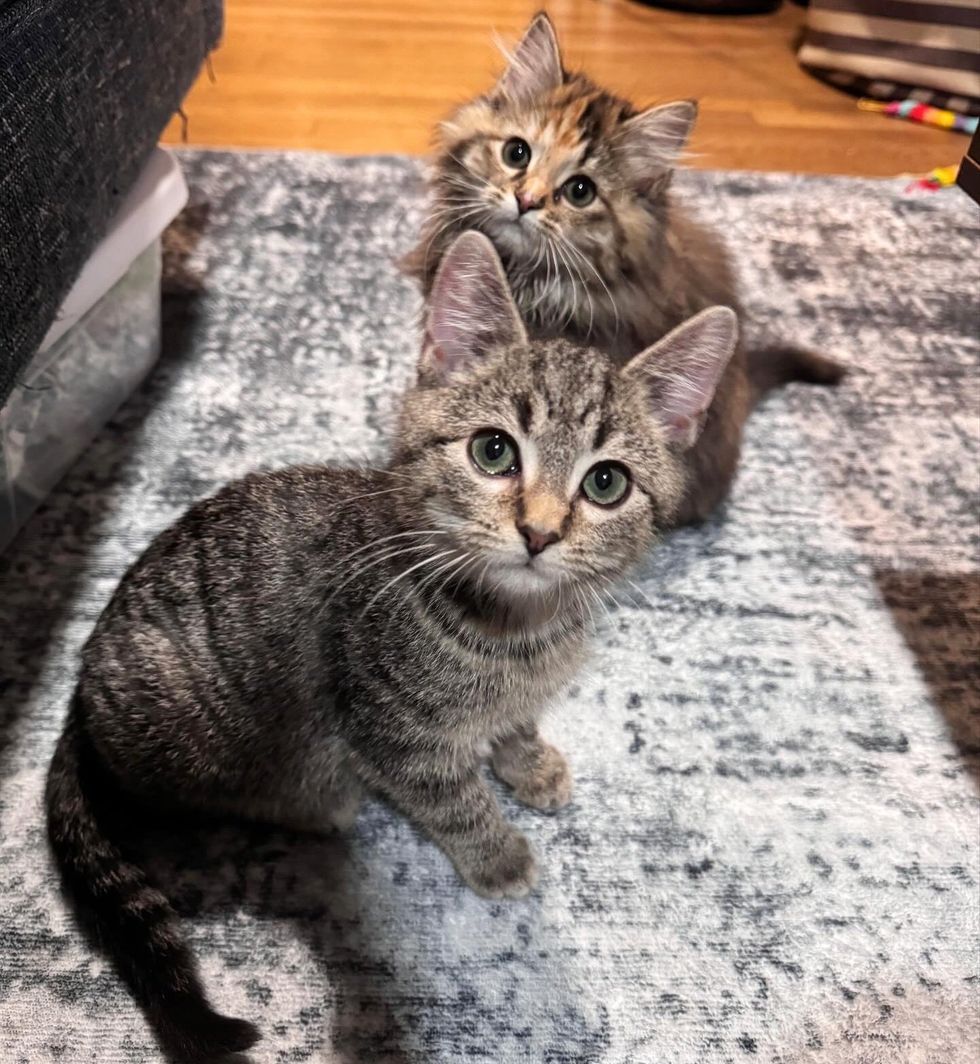 kittens playful tabby