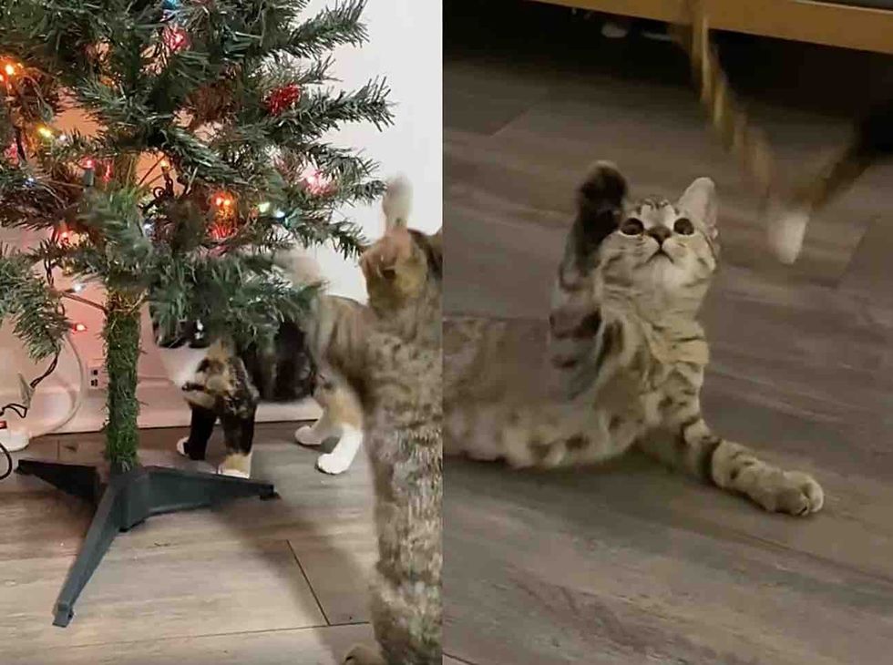 kittens playful tabby