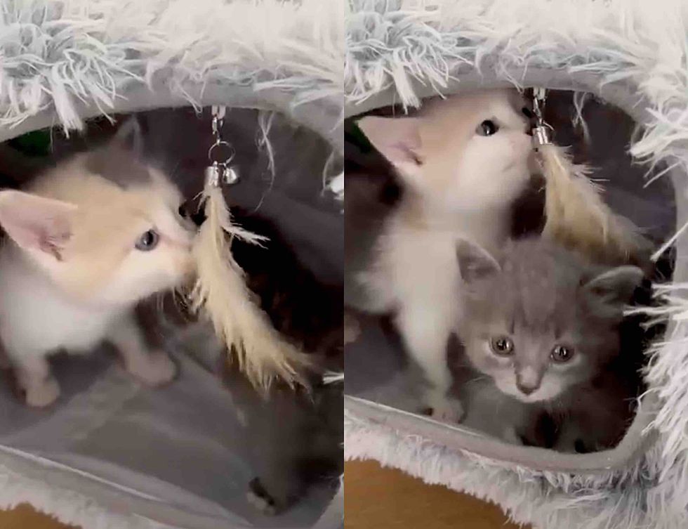 kittens playful toy