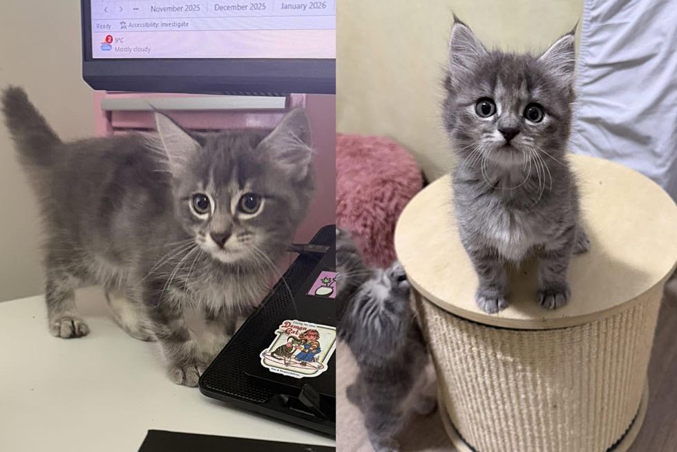 kittens playful