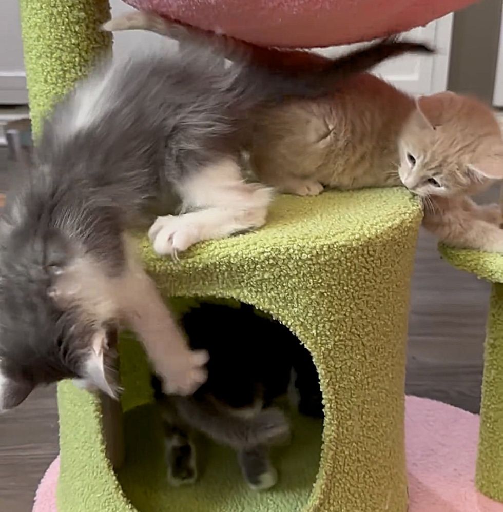 kittens playing cat tree