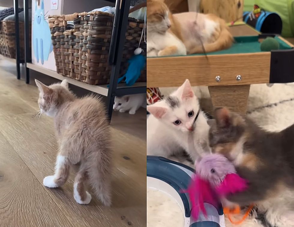 kittens playing cute