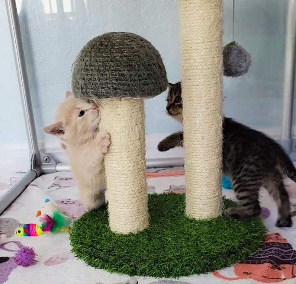 kittens playing happy