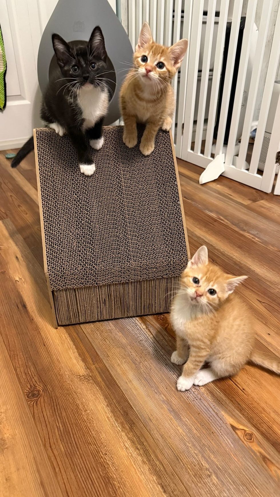 kittens playing on treehouse