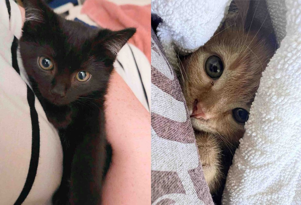 kittens purrito snuggles