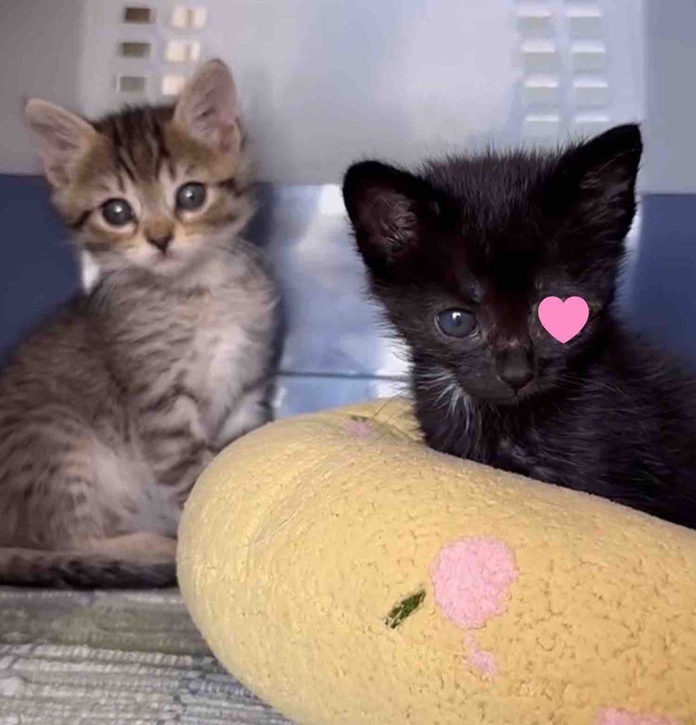 kittens rescued safe