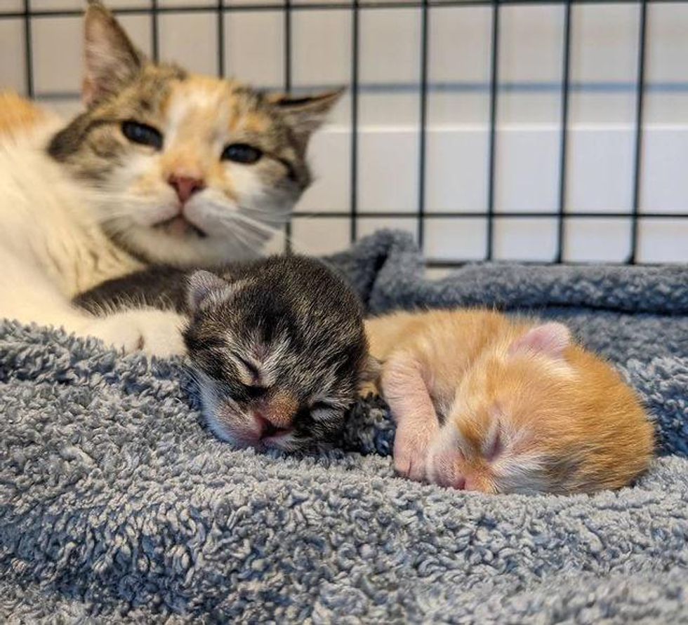 kittens, reunited, brothers, 3 days part