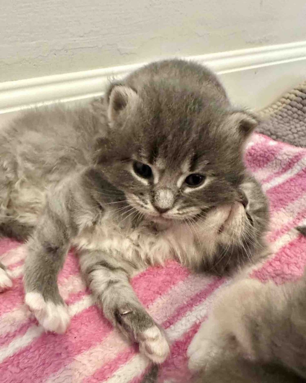 kittens rolling wrestling