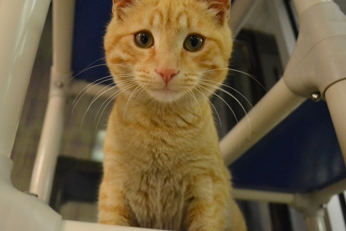 kittens saved from house hire