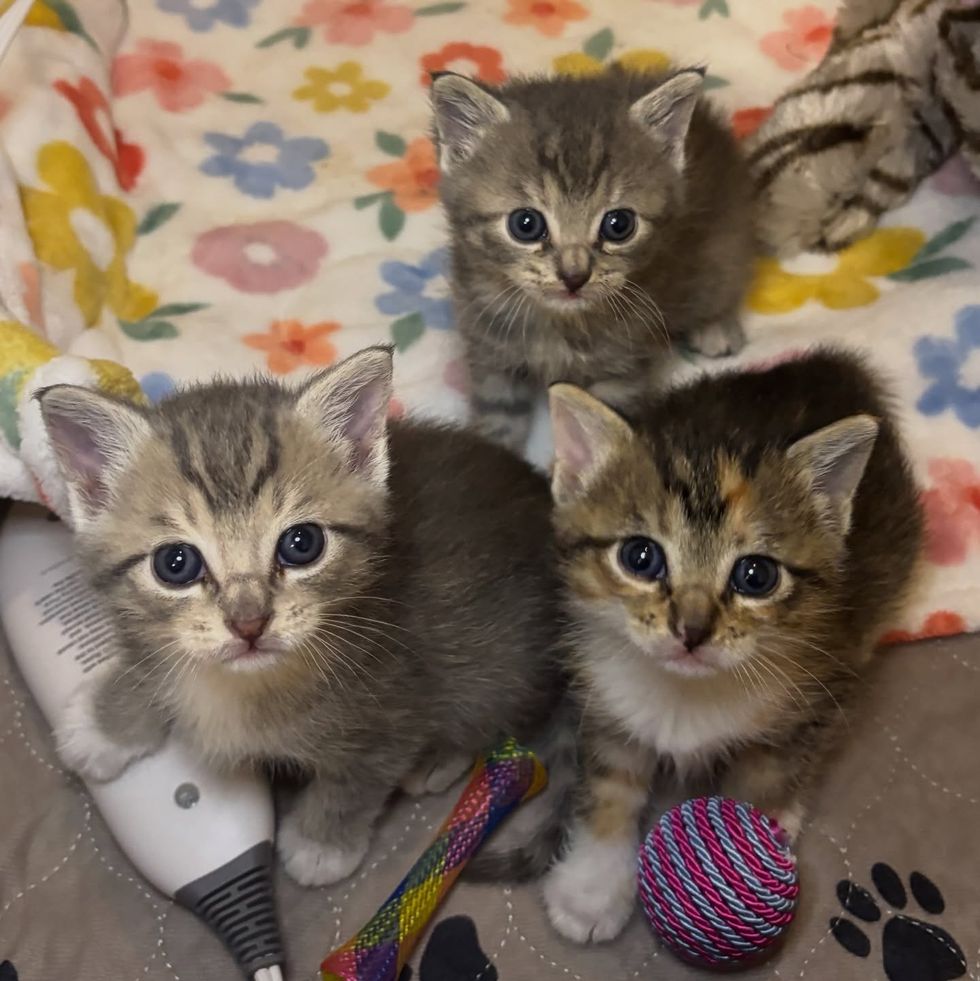 kittens seeking attention