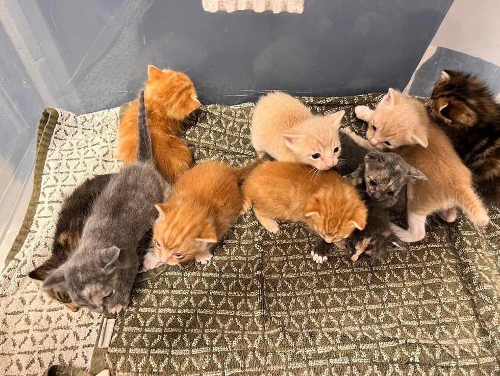 kittens shelter ten