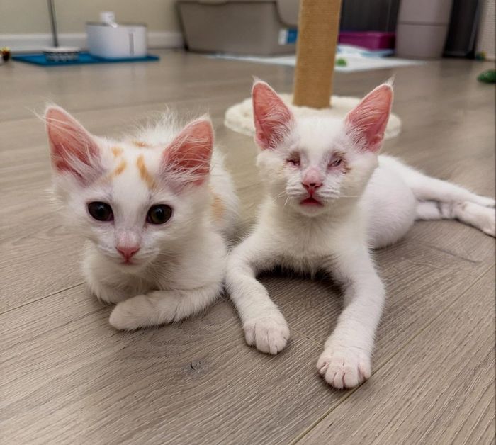 kittens siblings best friends