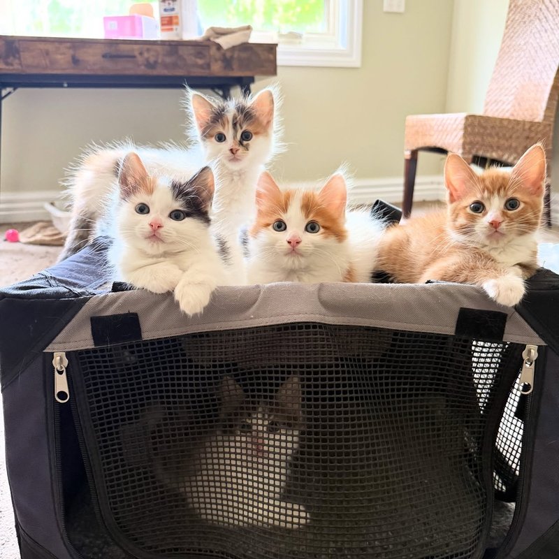 kittens siblings carrier