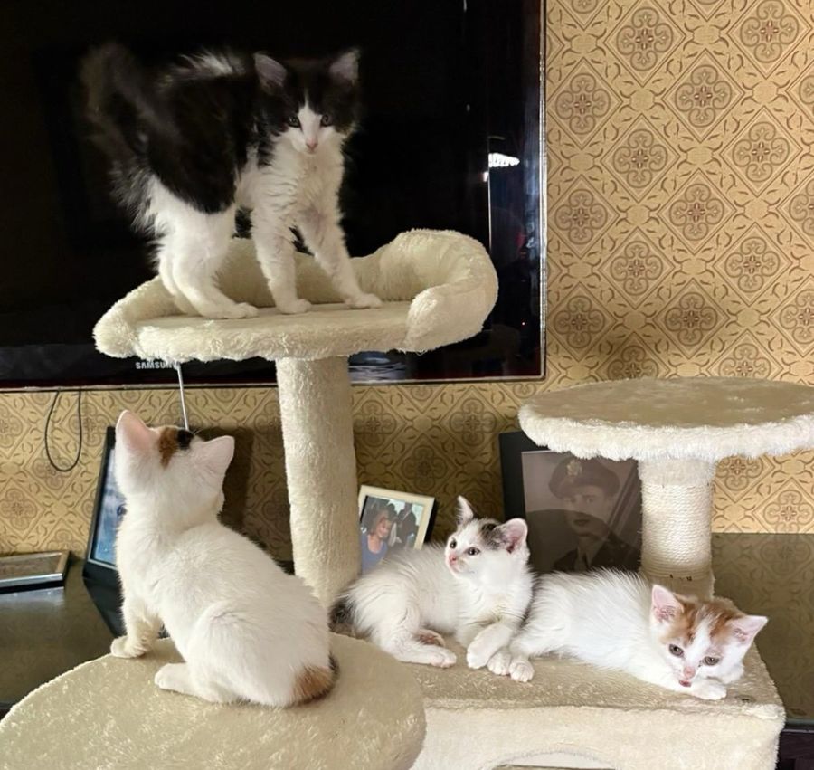 kittens siblings cat tree