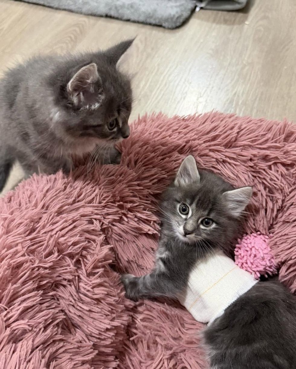 kittens siblings fluffy bed
