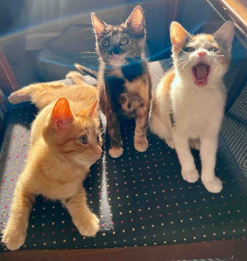 kittens siblings happy