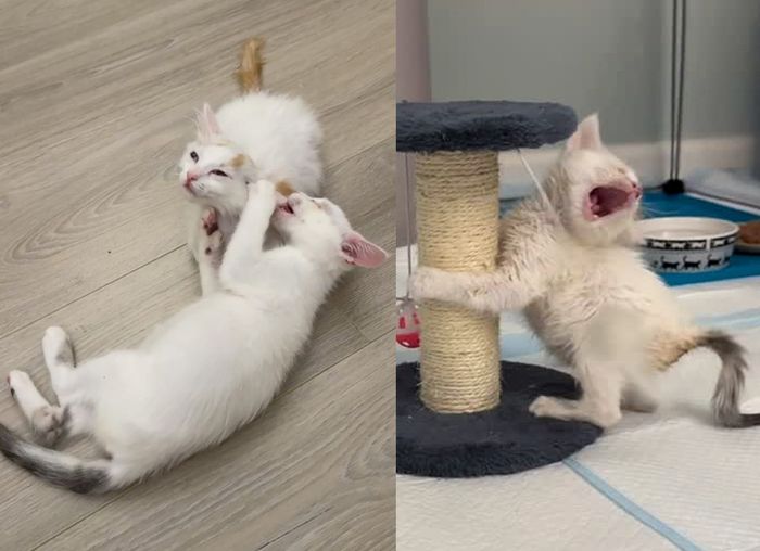 kittens siblings playful