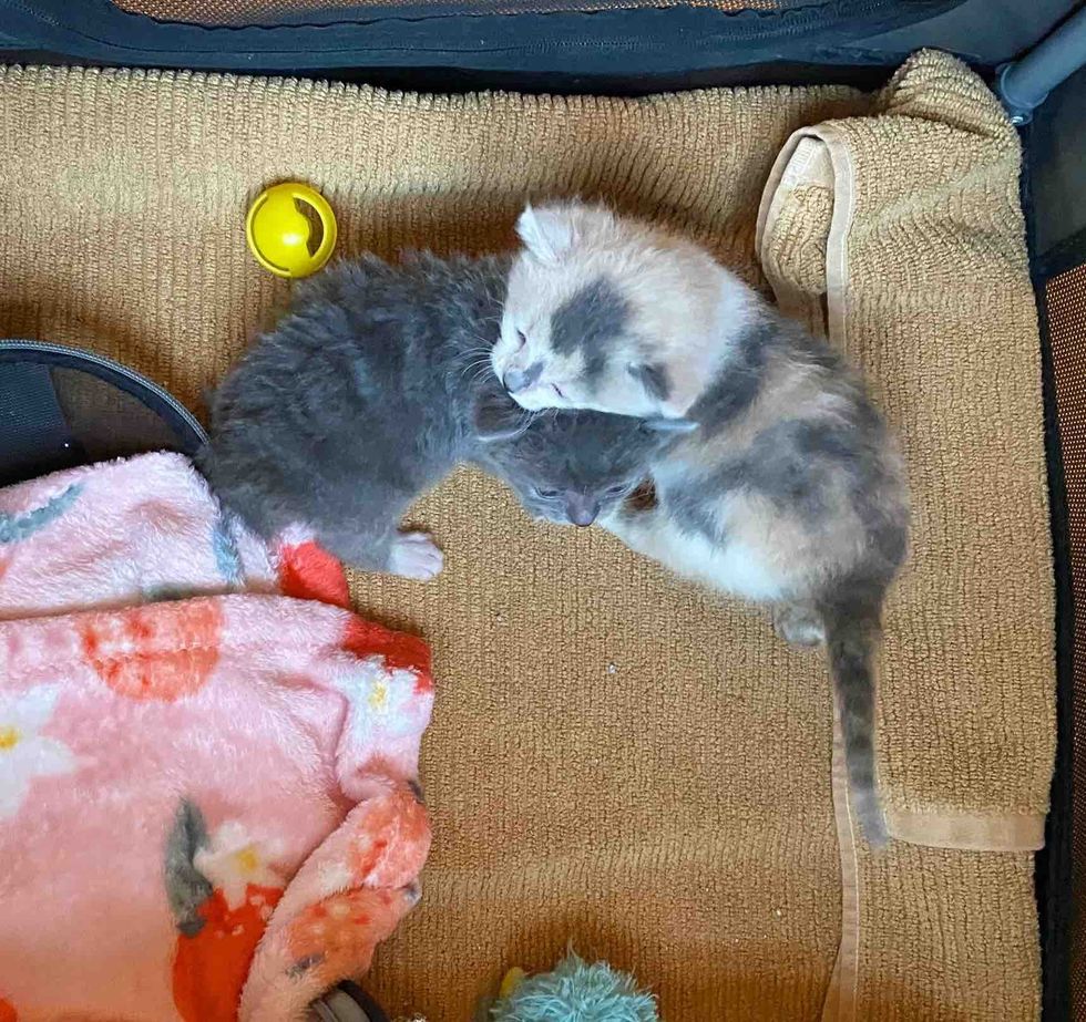 kittens siblings snuggling