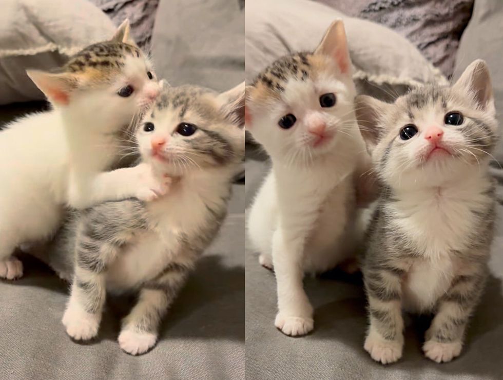 kittens silly playing