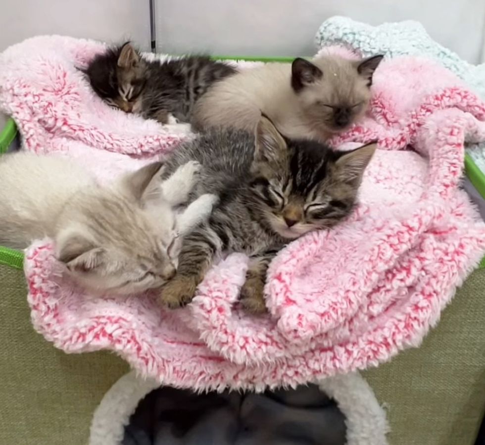 kittens sleeping blankets