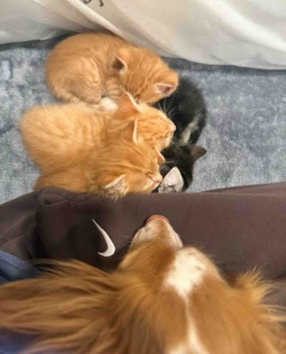 kittens sleeping dog friend