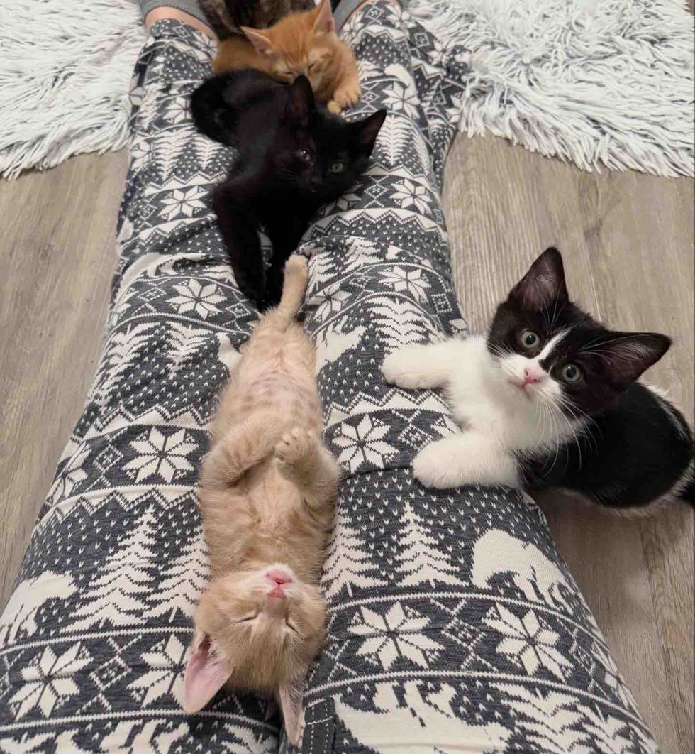 kittens sleeping lap cat