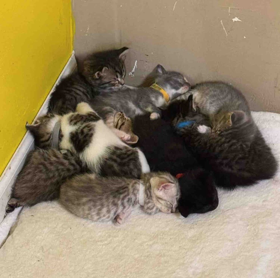 kittens sleeping pile