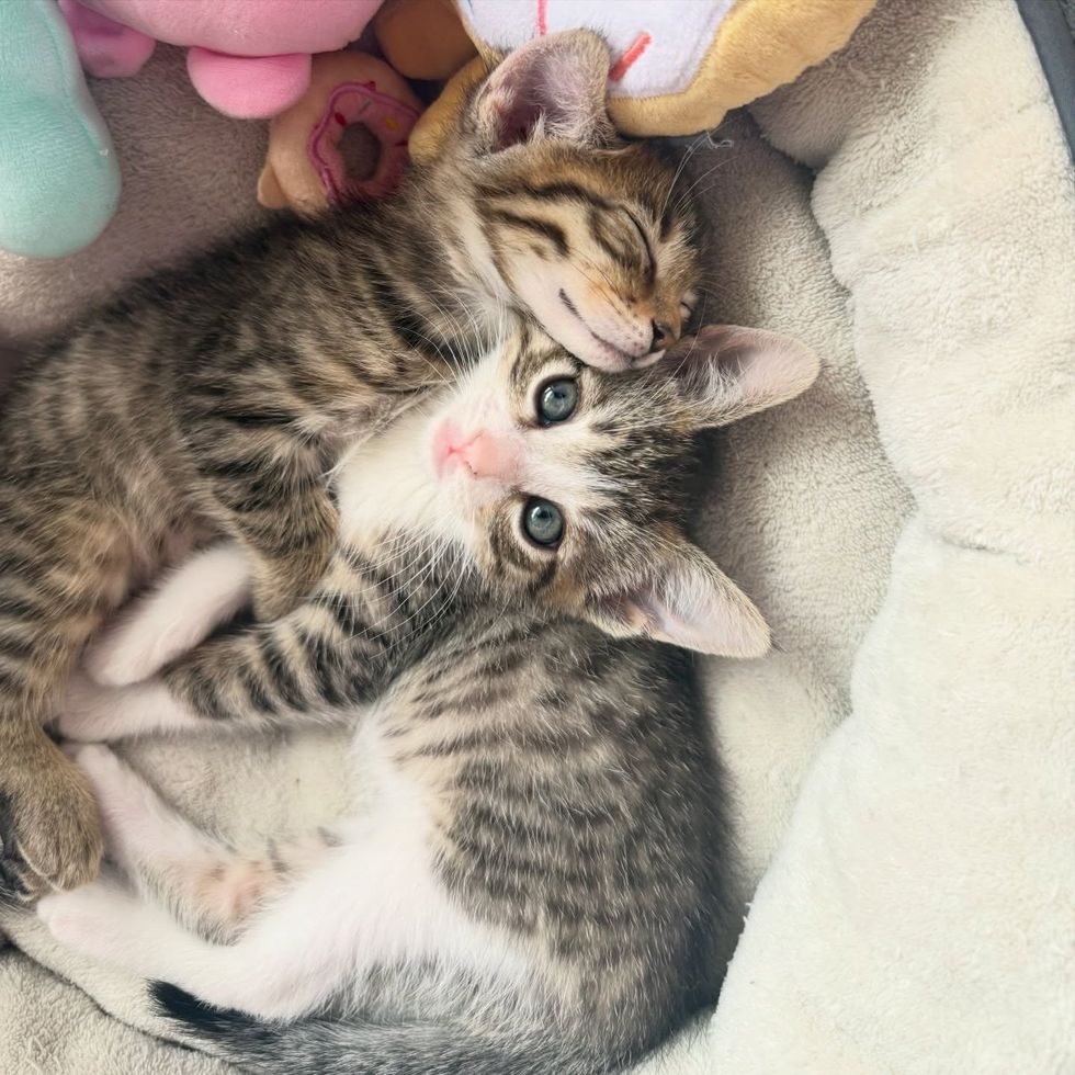 kittens sleeping snuggles