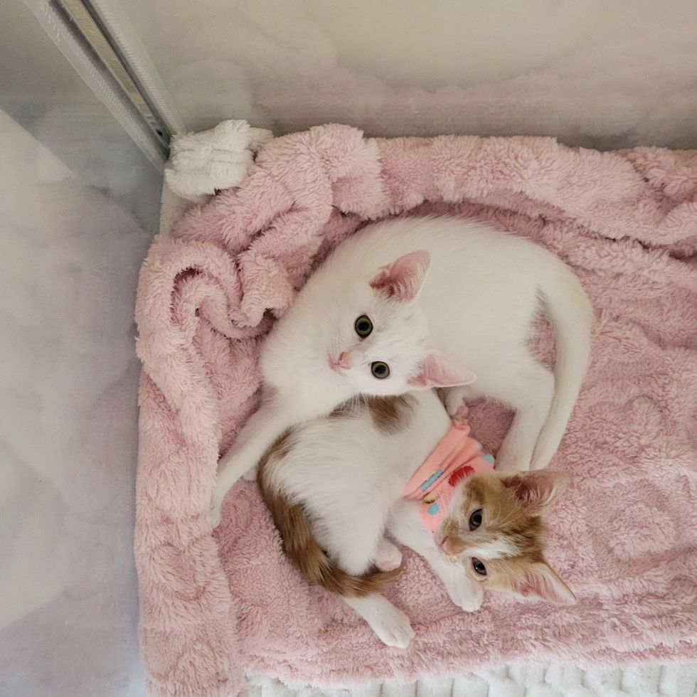 kittens snuggle friends