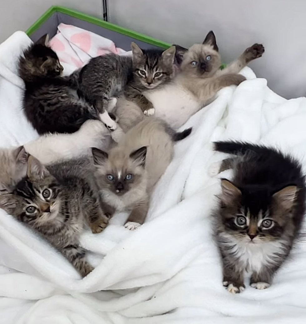 kittens snuggle pile