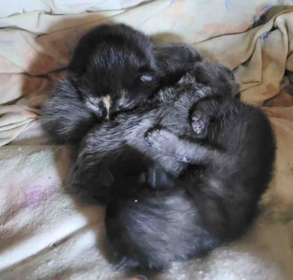 kittens snuggle pile