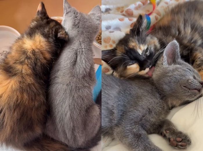 kittens snuggles calico