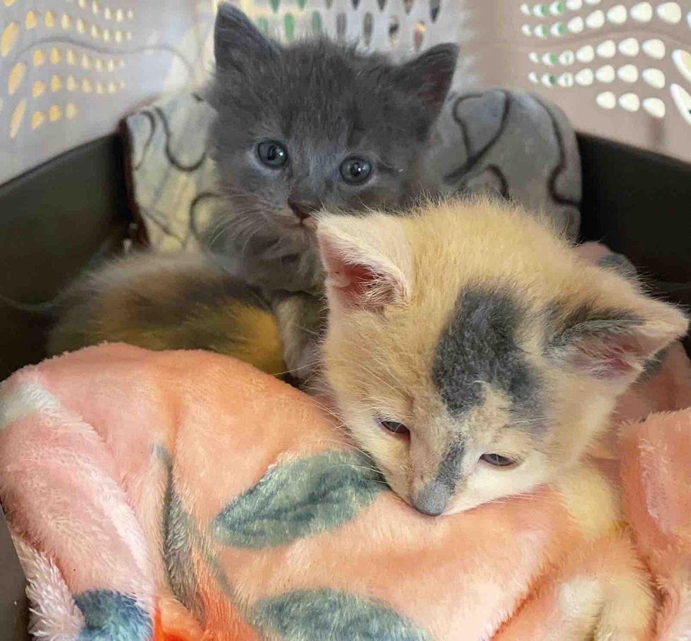 kittens snuggles carrier